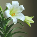 A cross with the words " mytoth login ".